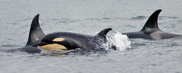 More than half the world's orcas are being poisoned by our leftover chemicals