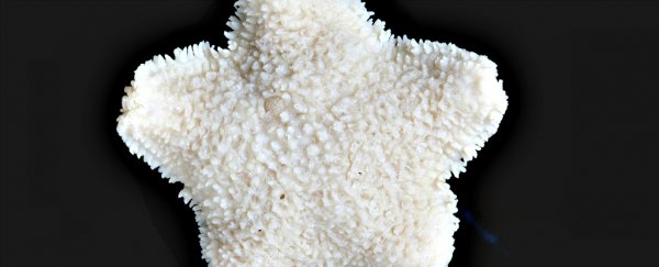 It's official, Australia has had its first recorded marine animal extinction
