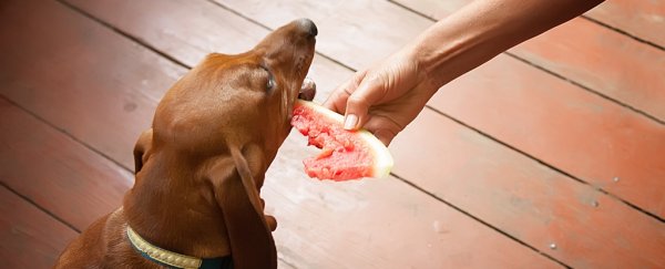 People are putting their dogs on vegan diets. Here's what it actually does to them