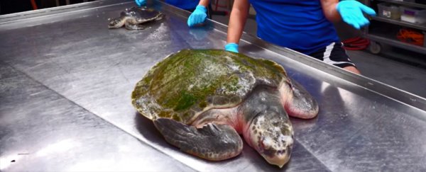 Dead wildlife washes up on east coast beaches as Florida's toxic red tide moves north