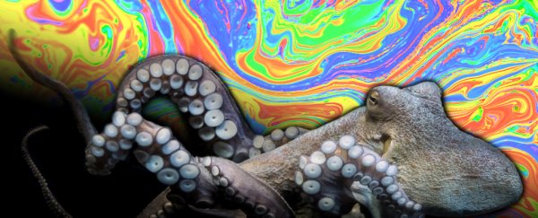Researchers gave octopuses ecstasy and watched what would happen, for science