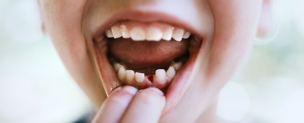 Stem cells from baby teeth could be used to bring back a dead tooth