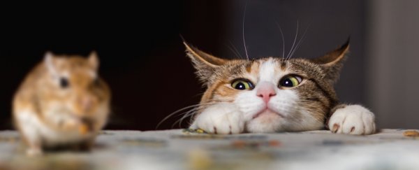 Cats are actually terrible at controlling some rat populations, study shows