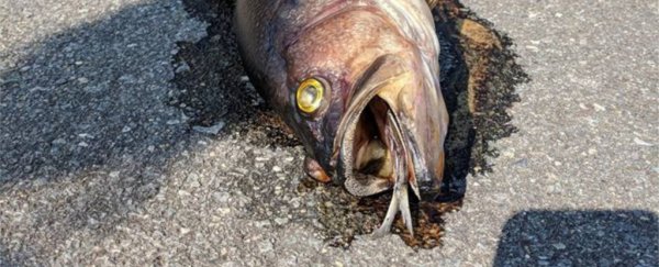 Thousands of rotting fish ended up on a highway after Hurricane Florence