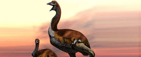 It's official, at last: this is the biggest bird that's ever lived
