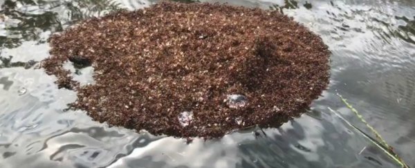 Terrifying 'rafts' of stinging fire ants are now floating around after Hurricane Florence