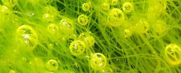 Scientists just invented a more efficient way to turn sunlight into unlimited, renewable fuel