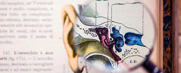 We just found 3 types of nerve cell in the inner ear that are completely new to science