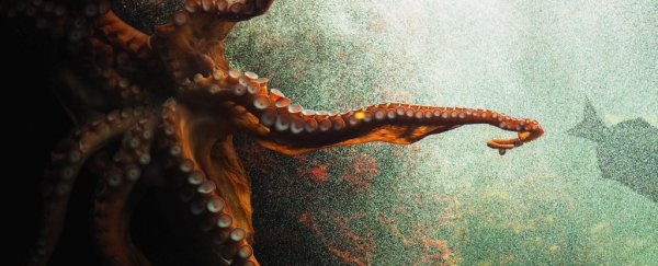 This is why mother octopuses grimly starve themselves to death