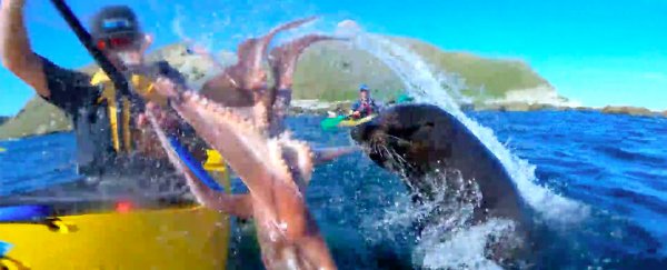 A seal slapped a guy's face with an octopus, and we are here for it