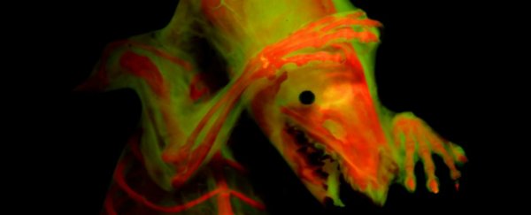 These hauntingly beautiful images reveal an unseen world beneath vertebrates' skin