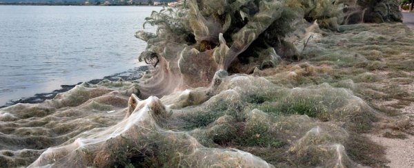 Spiders have exploded over this Greek town, coating everything in a 1,000-foot web
