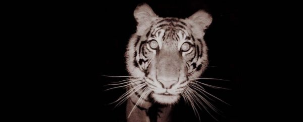 One of the world's rarest tigers was just killed in a horrible, preventable accident