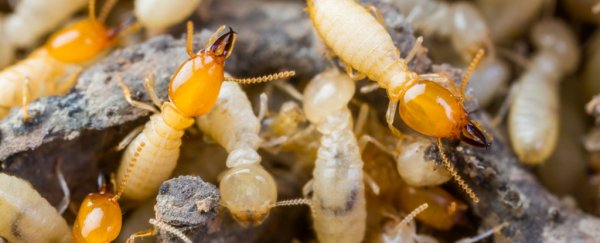 Termite colonies in Japan have been found completely without males - and they're thriving