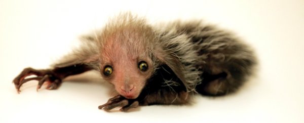 There's a new baby aye-aye at Denver Zoo, and we just can't deal with the cute