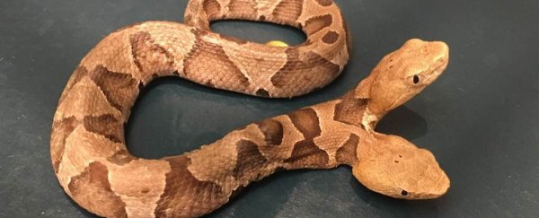 US woman finds extremely rare scare noodle with two heads in her garden