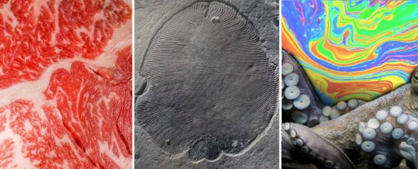 Scientists gave octopuses ecstasy this week, and what happened? Take our science news quiz