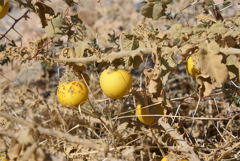 solanum incanum wild eggplant