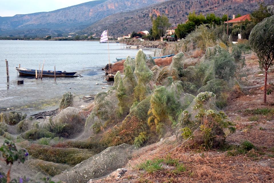 spiderweb greek town body