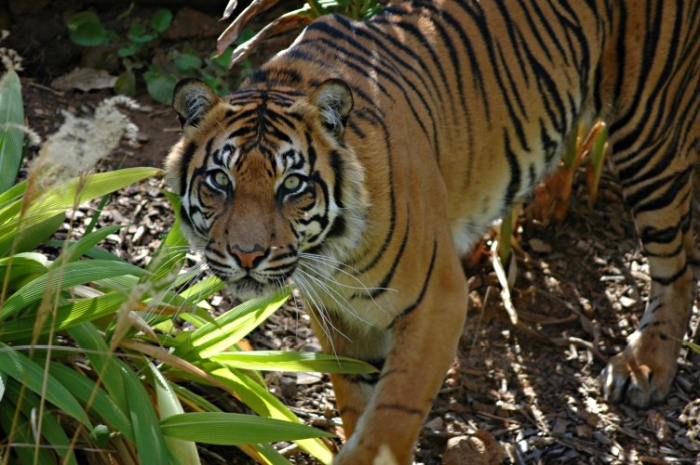 sumatran tiger adelaide zoo inset