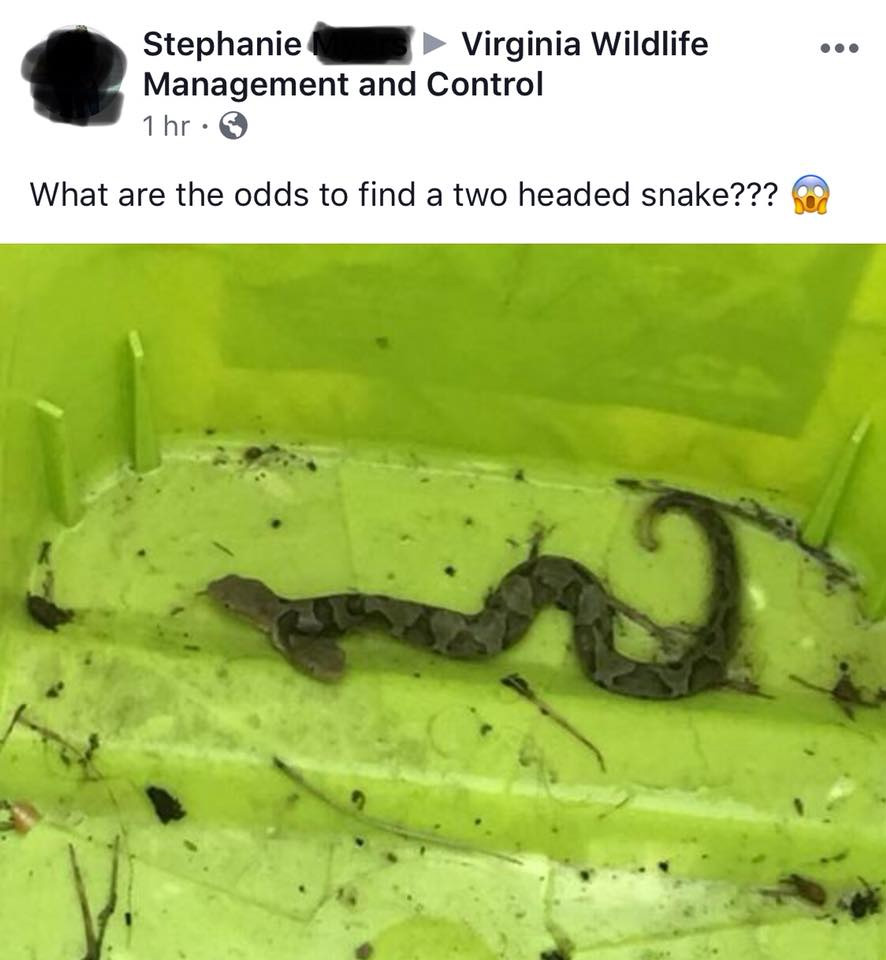 two headed snake virginia FB