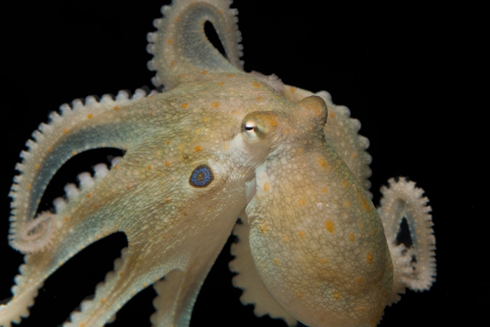 two spot octopus mdma study