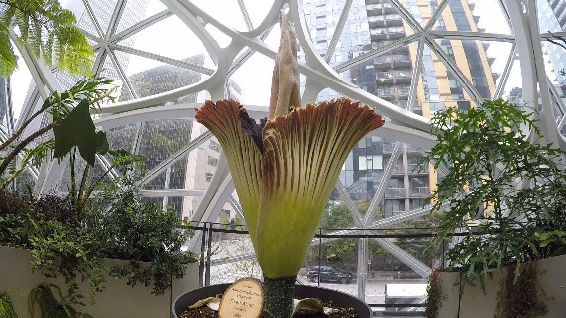 amazon corpse flower 3