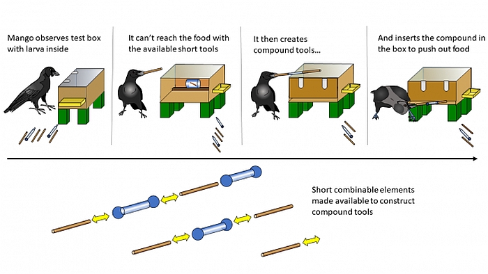 crow compount tool mango diagram
