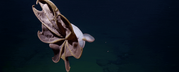 A rare Dumbo octopus has been filmed swimming in the deep ocean