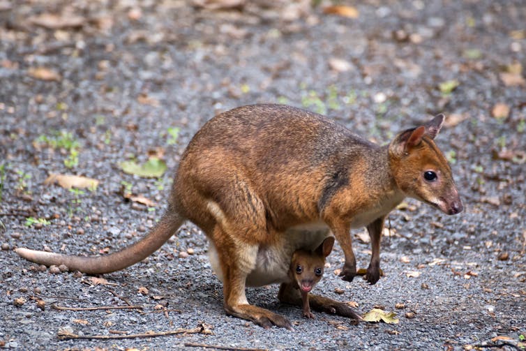 Tough little red-legged pademelons eat the stinging leaves. (Shutterstock)