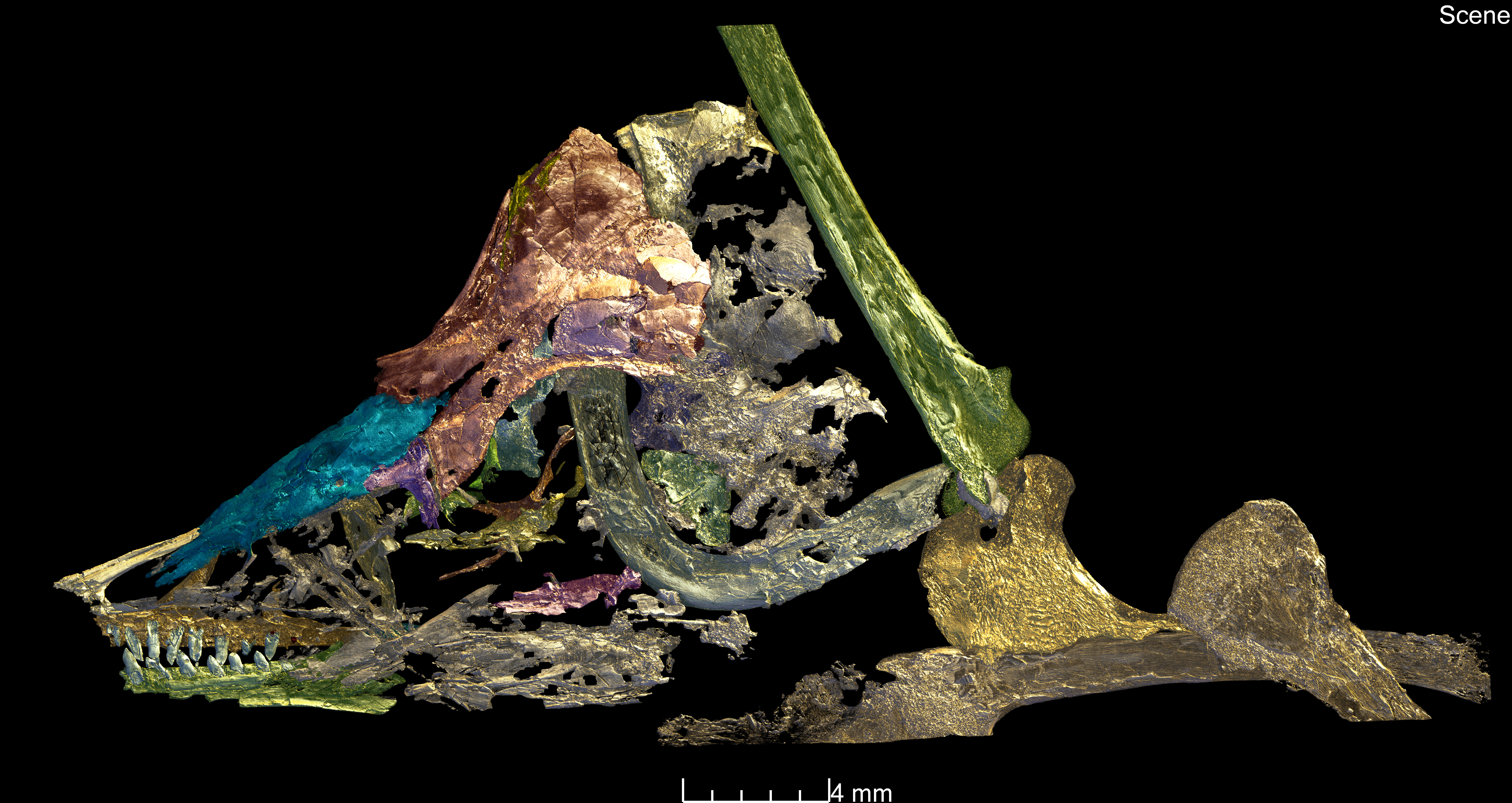 Una scansione di sincrotrone ha aiutato a rivelare le caratteristiche del fossile. (Paul Tafforeau / ESRF)