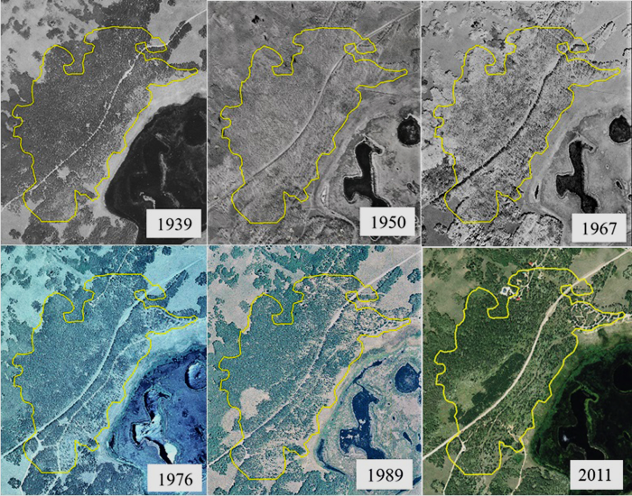 pando forest 72 years aerial photos