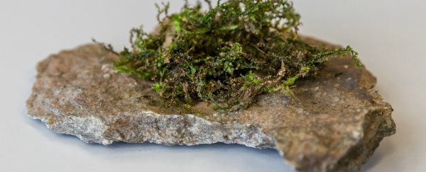 This delightfully named moss contains a compound that might be better at pain relief than THC