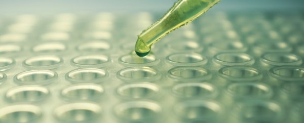 Experimental drug cocktail yields greatest lifespan extension ever seen in animals
