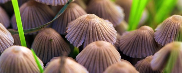 'Magic mushroom' chemicals could be legal sooner than you think, if scientists have their way