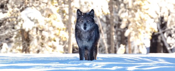 It started with just 14 wolves. Then, Yellowstone changed in ways we never predicted
