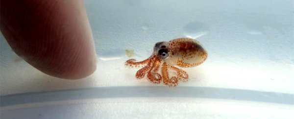 Scientists discover an itty bitty octopus floating on a pile of plastic trash