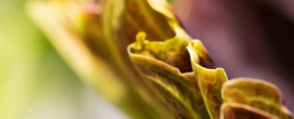 A corpse flower at Amazon's headquarters just bloomed, releasing its magnificent stench