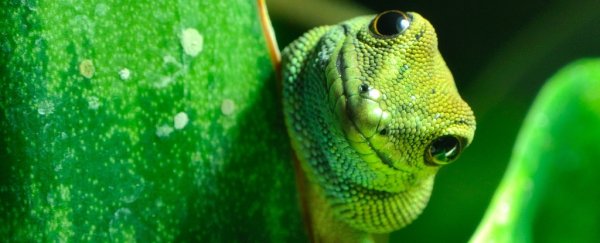 A tiny gecko prank-called a 'bazillion' people in Hawaii from a hospital phone
