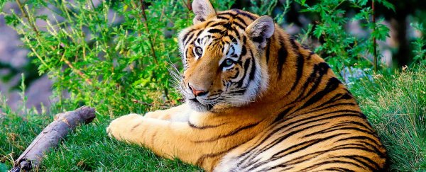 Tigers have just been confirmed as 6 separate subspecies. Here's why that's important