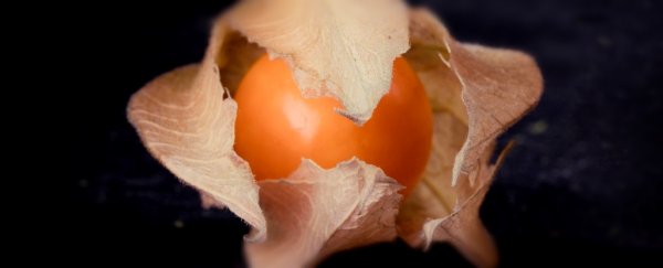 Meet the peculiar fruit that could soon become as common as a strawberry