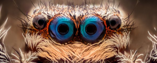 Scientists have a secret weapon to defeat arachnophobia, and it's hidden inside you