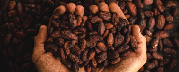 The mysterious origins of chocolate just got pushed back by 1,500 years