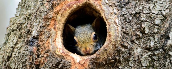 A rare, deadly brain disorder killed a man in New York after he ate squirrel brains