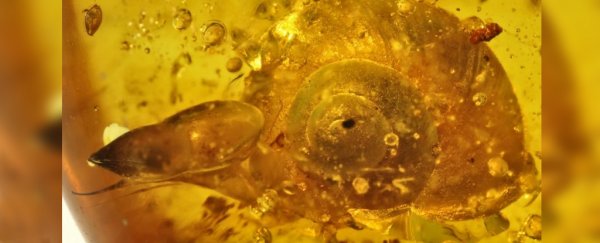 We've found a 99 million-year-old-snail in amber, and it's amazingly preserved