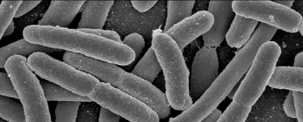 Living organisms may have been put in quantum entanglement for first time, study claims