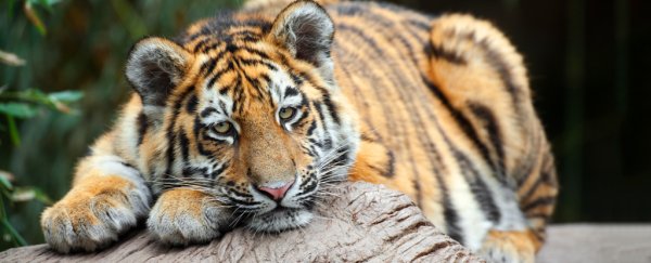 China just made trade of tiger and rhino parts legal after a 25 year ban