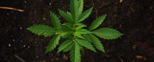 Most cannabis strains have virtually identical THC and CBD levels
