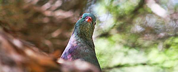 Incredibly round, drunk pigeon just became New Zealand's Bird of the Year, because of course it did