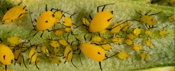 The Pentagon wants to create a bioengineered insect army to "protect crops"